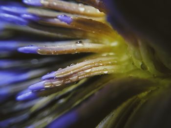 Close-up of wet purple flowering plant