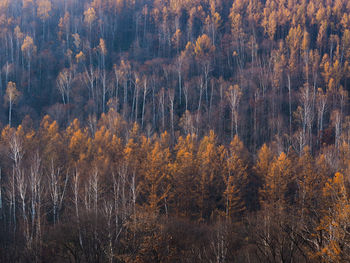 Pine trees in forest during autumn