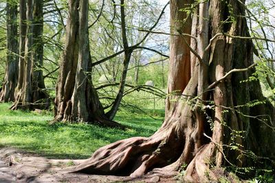 Trees in forest