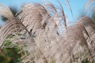 Close-up of plant against blurred background