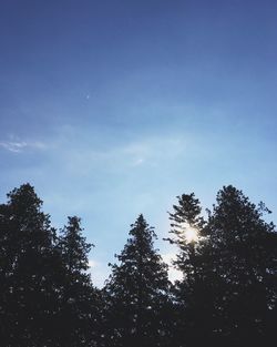 Low angle view of silhouette trees against sky