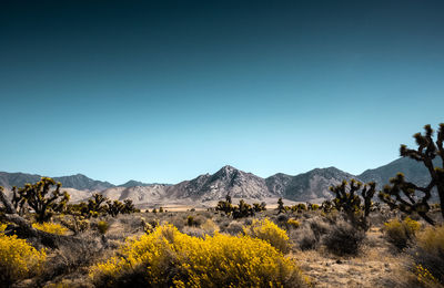 Yellow flowers growing on land against sky