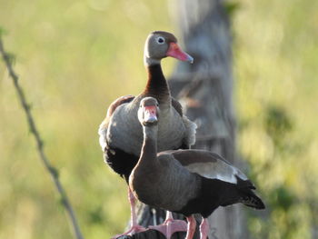 Close-up of duck