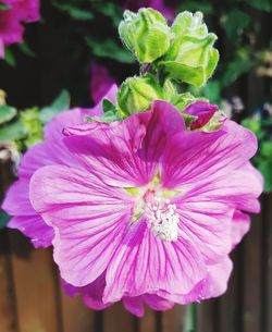 Close-up of pink hibiscus blooming outdoors