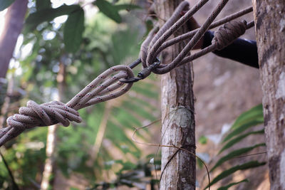 branch