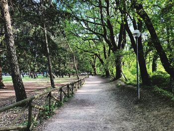 Footpath amidst trees in forest