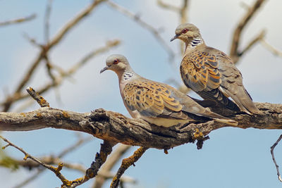 Low angle view of turtle doves perching on tree during sunny day