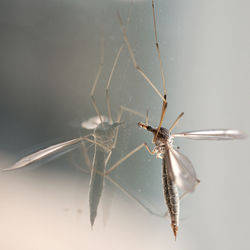 Close-up of spider