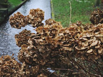 Close-up of mushrooms growing on dry leaves