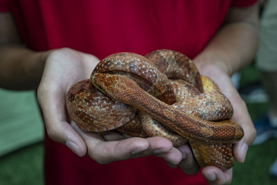 Corn snake held in the palm  of the  hand