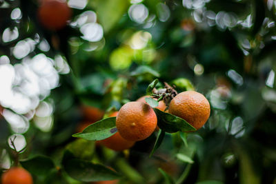 Close-up of fruit growing on tree