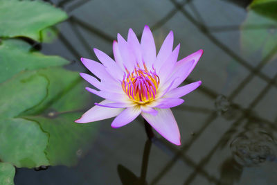 Close-up of lotus water lily