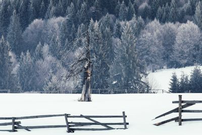 Snow covered trees against sky