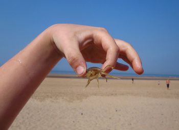 Cropped image of hand holding crab at beach