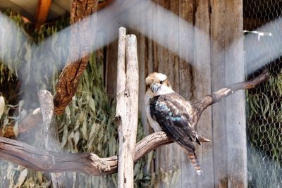 Close-up of kookaburra perching on wood