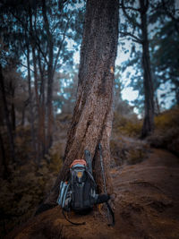 Rear view of woman sitting on tree trunk in forest