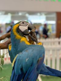 Close-up of bird