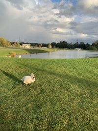 View of bird on field against sky