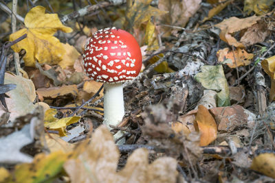 Close-up of fly agaric mushroom on field