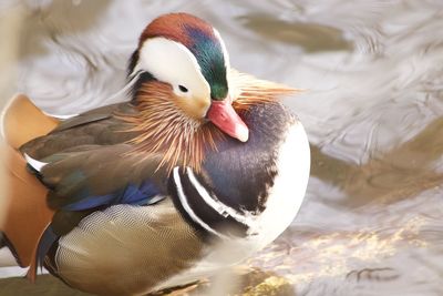 Mandarin duck