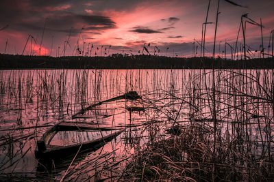 Silhouette plants against lake during sunset