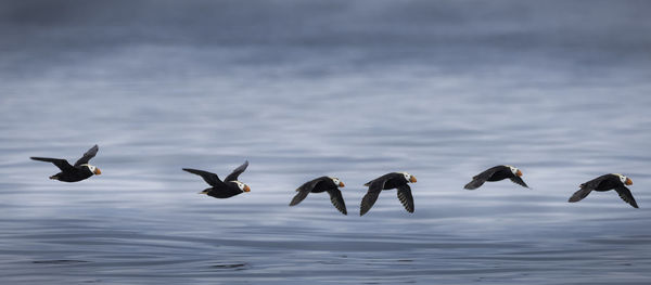 Puffins flying over sea