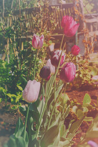 Close-up of flowers blooming outdoors