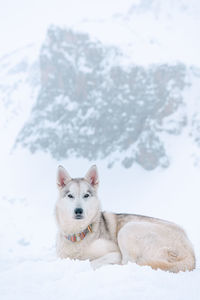 White alaskan husky in snow