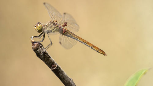 Close-up of dragonfly on plant