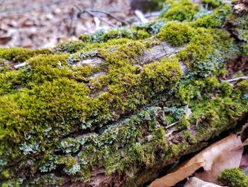 Close-up of fresh green tree