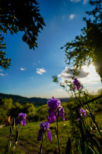 Close-up of purple flowering plants on field against sky