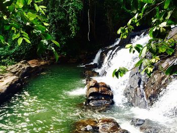 River flowing through forest