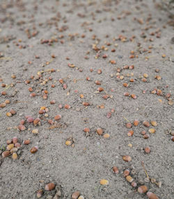 Close-up of pebbles on sand