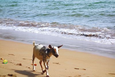 Goat walking at beach