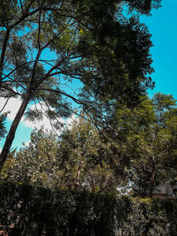 Low angle view of trees against sky