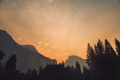 Silhouette of trees at sunset