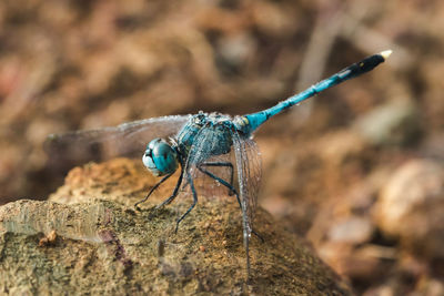 Close-up of dragonfly on rock