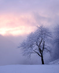 Bare tree on snow covered field against sky at sunset