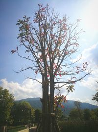 Low angle view of flowering tree against sky