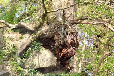 Close-up of squirrel on tree in forest