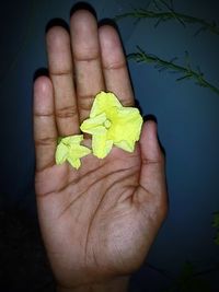 Close-up of hand holding leaves