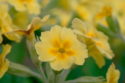 Close-up of yellow flower