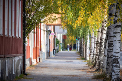 Footpath amidst trees