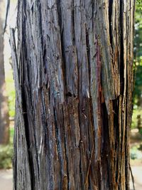 Full frame shot of tree trunk