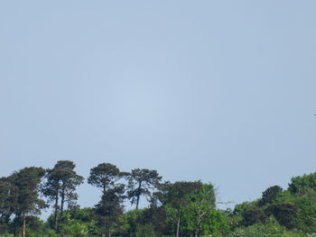 Low angle view of trees against clear sky