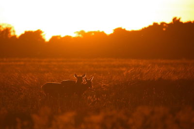 View of calm sea at sunset