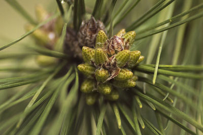 Close-up of flower plant