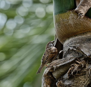 Close-up of lizard on tree