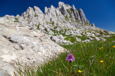 Tulove grede rocks on the velebit mountain, croatia