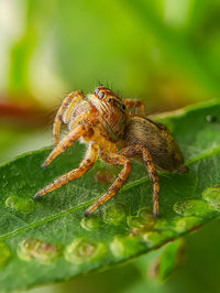 Close-up of spider